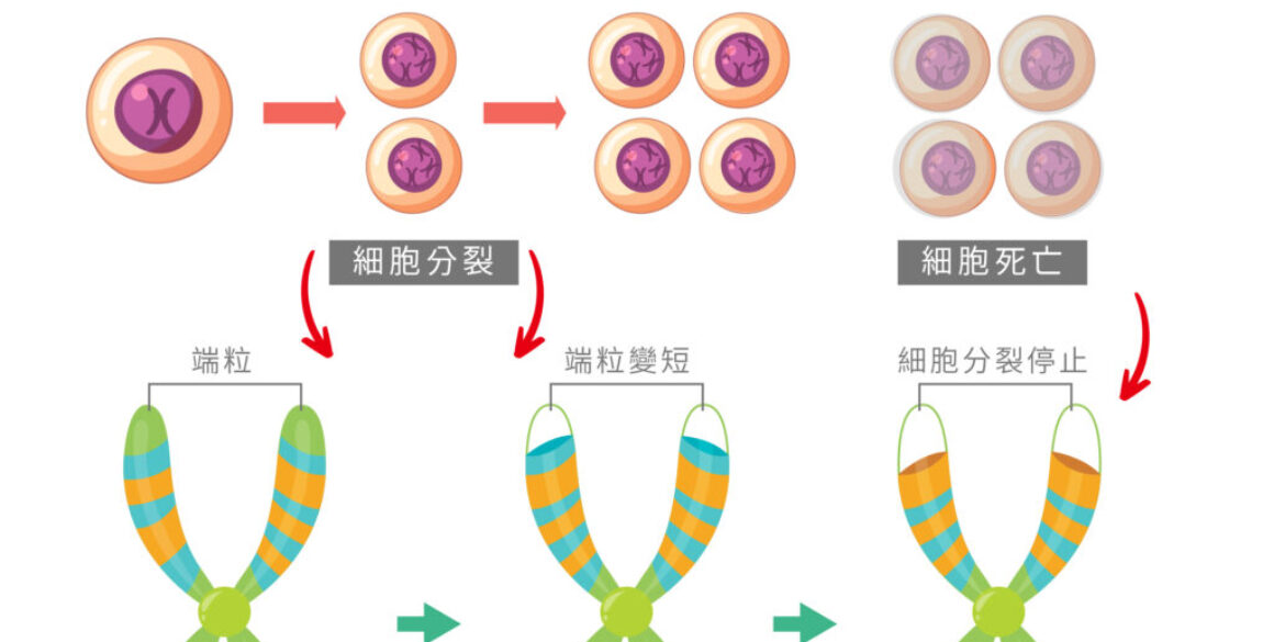 enSoleille 幻齡 陪你每一步，與時間抗爭！
