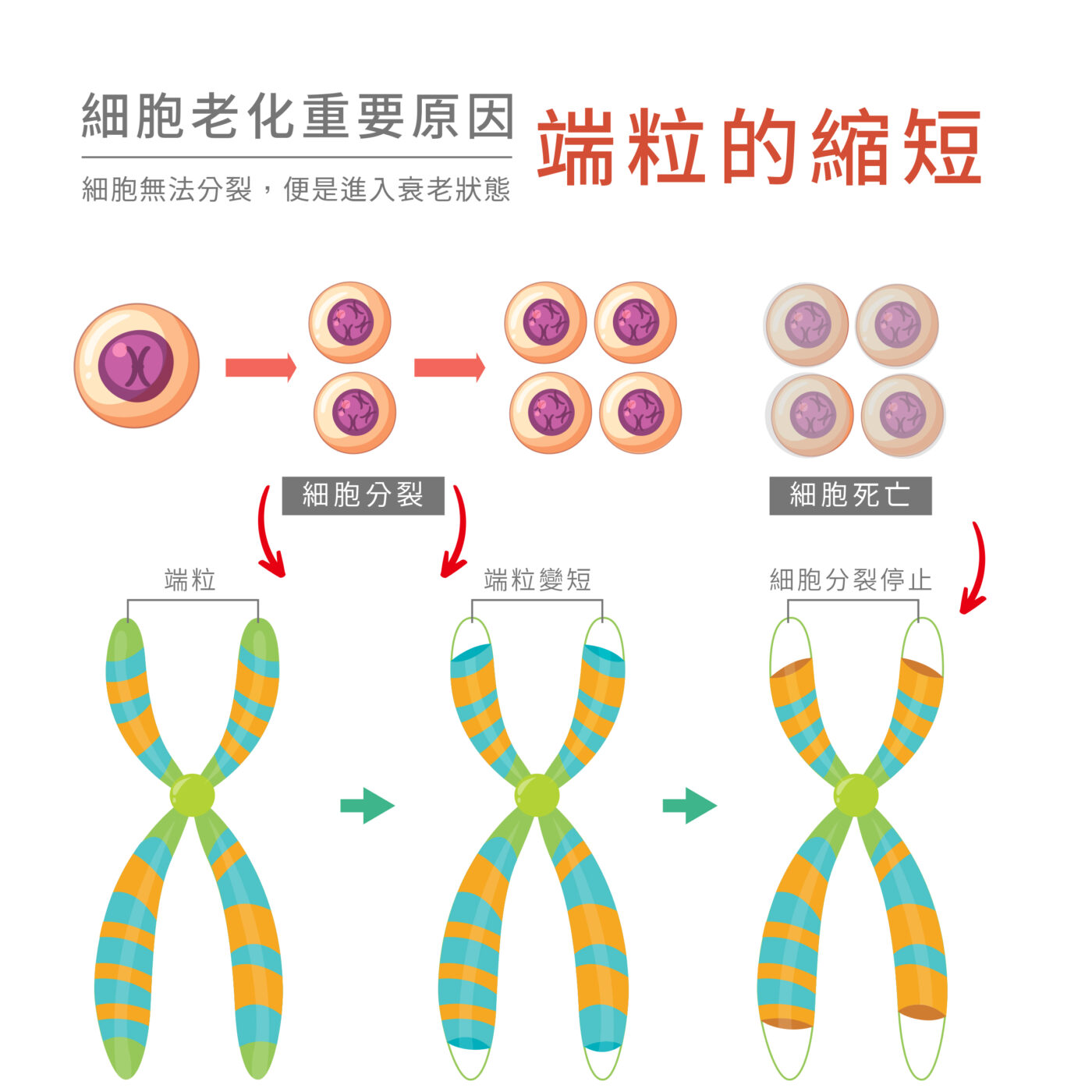 enSoleille 幻齡 陪你每一步，與時間抗爭！