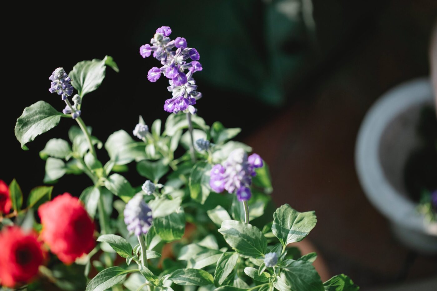 Salvia Miltiorrhiza