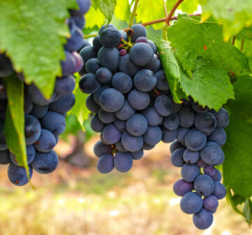 Resveratrol
